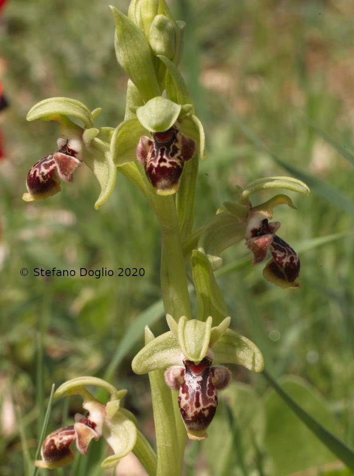 orchidee in Giordania